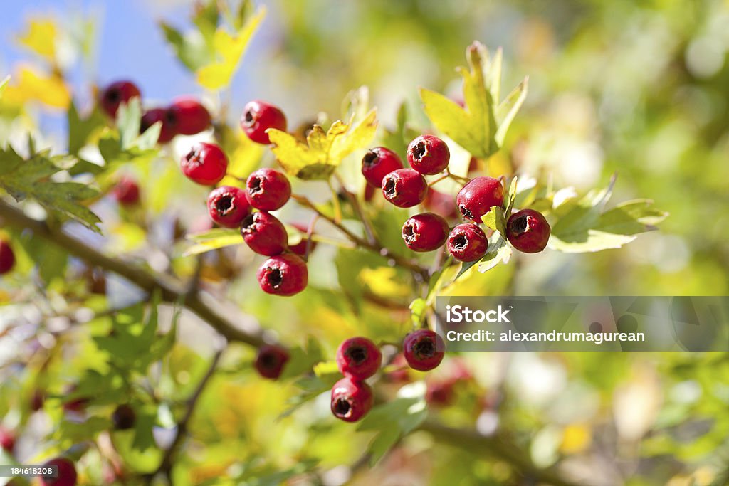 Hawthorn comum - Foto de stock de Alimentação Saudável royalty-free