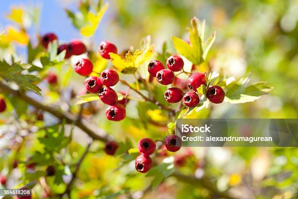 Foto de Hawthorn Comum e mais fotos de stock de Alimentação Saudável - Alimentação Saudável, Baga - Fruta, Beleza