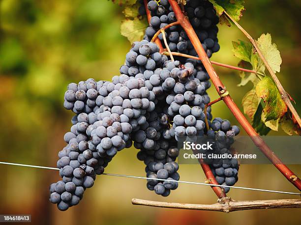 Uva Immagine A Colori - Fotografie stock e altre immagini di Agricoltura - Agricoltura, Ambientazione esterna, Attività agricola