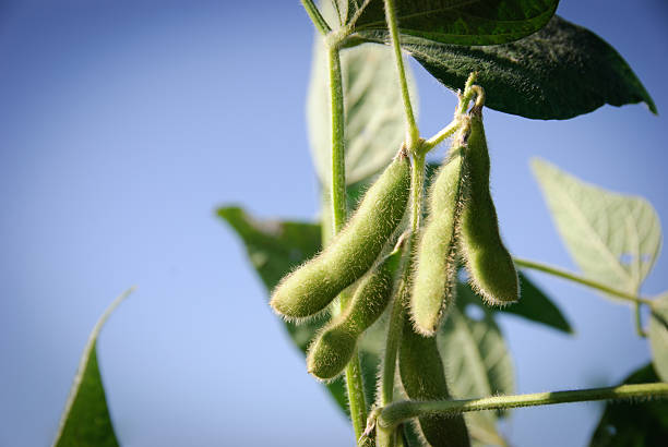istock Soybean pods and leaves 184618484