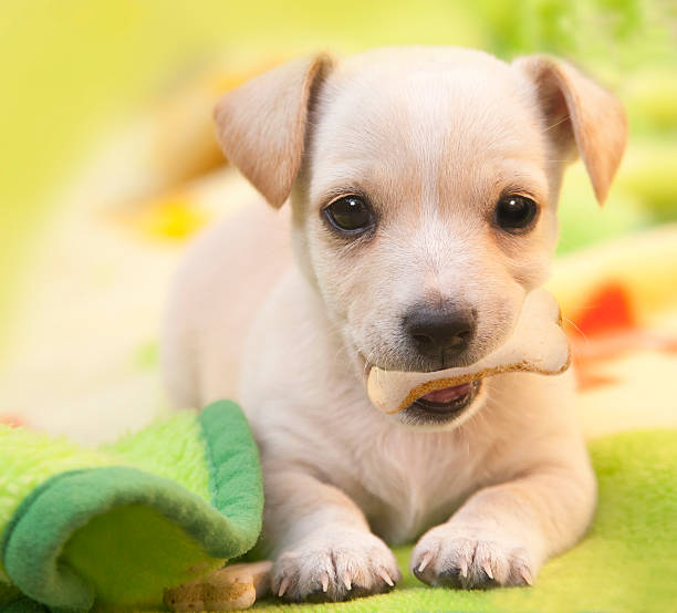 istock Close up portrait  of a cute dog 184618921