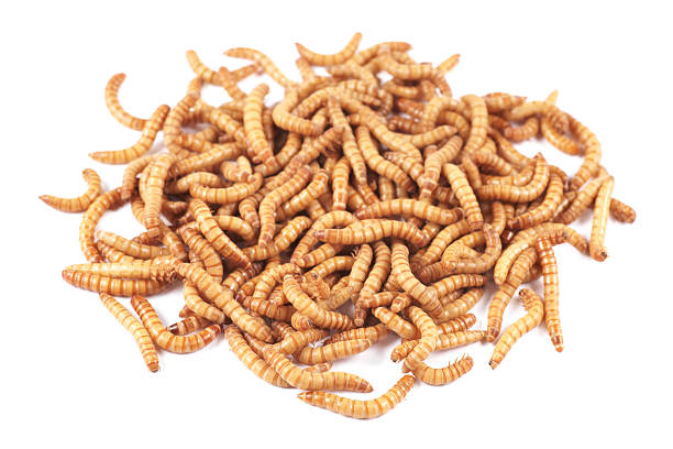 istock Mealworm beetle (Tenebrio molitor), larval on a white background 184619088