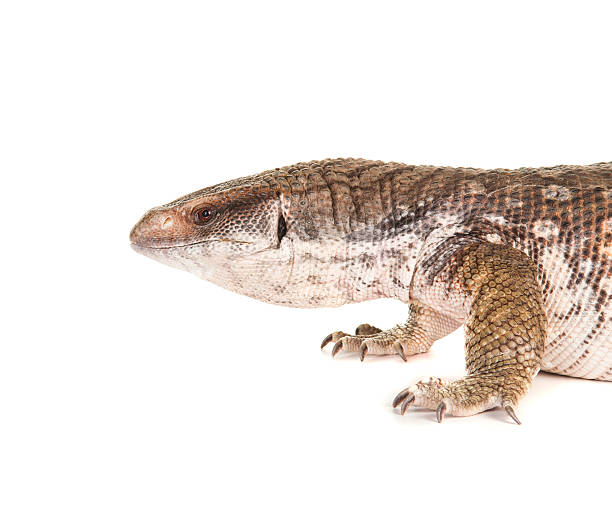 istock Savannah Monitor 184619110