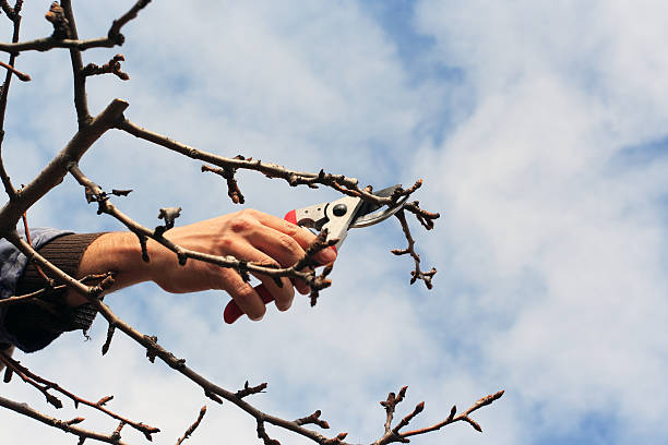 istock Male hand holding scissors and cut a branch 184619254