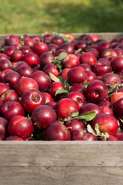 270+ Michigan Apples Stock Photos, Pictures & Royalty-Free Images - iStock