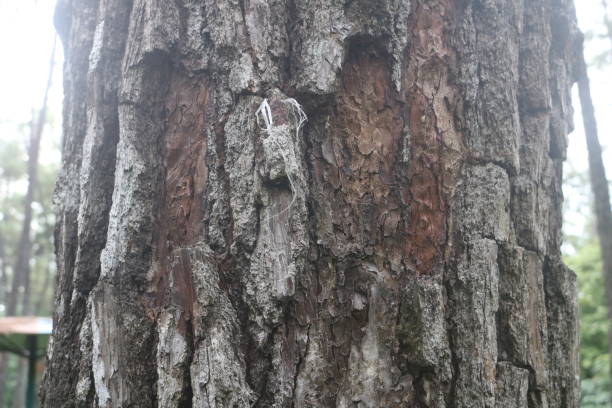istock City forests 1846194632