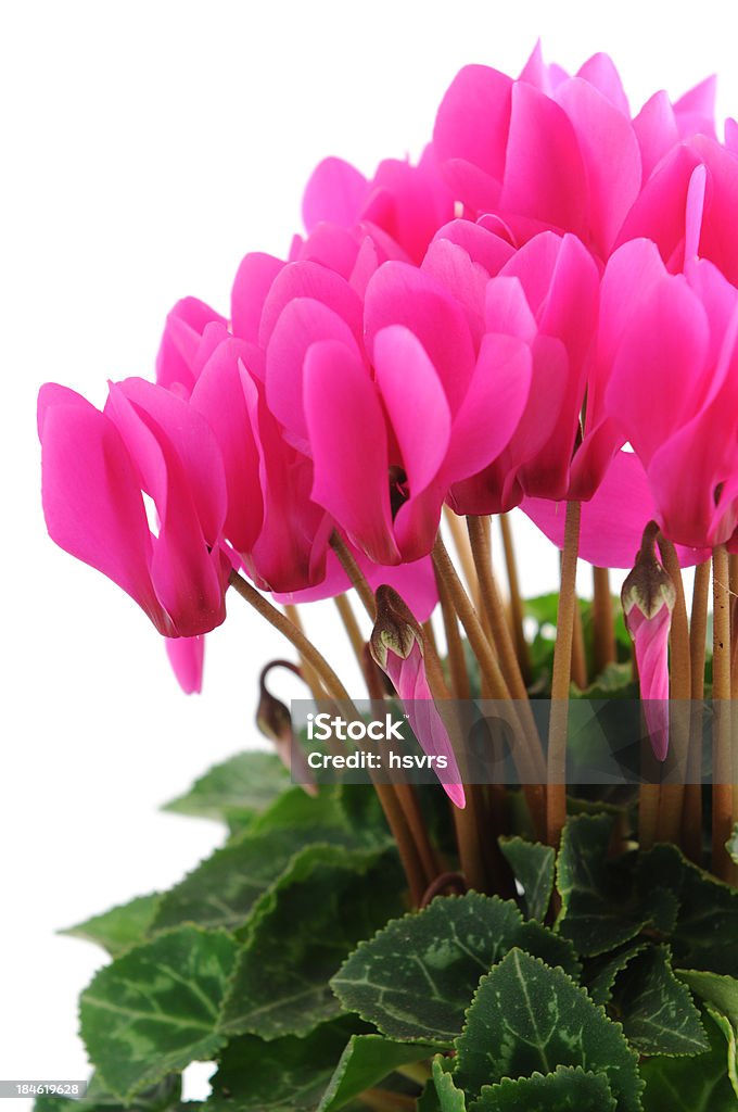 pink sowbread (Cyclamen) on white background pink sowbread (Cyclamen) on white background - Alpenveilchen Autumn Stock Photo