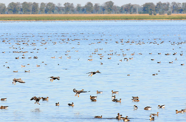 bando de ganso-bravo no outono migração pelo lago (alemanha) - vogelzug imagens e fotografias de stock