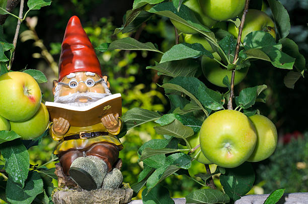 Garden Gnome reading book in apple tree stock photo