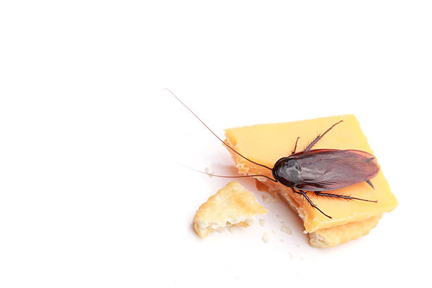 Cockroach on a Cracker A cockroach sitting on a cracker with a piece of cheese and a bite taken out of it. cockroach food stock pictures, royalty-free photos & images