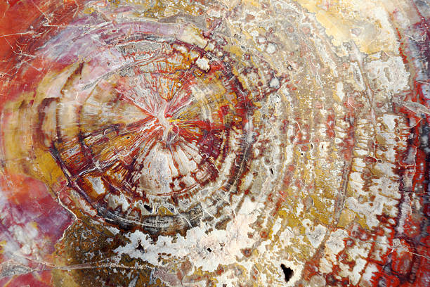 istock wooden petrified tree trunk background 184619886