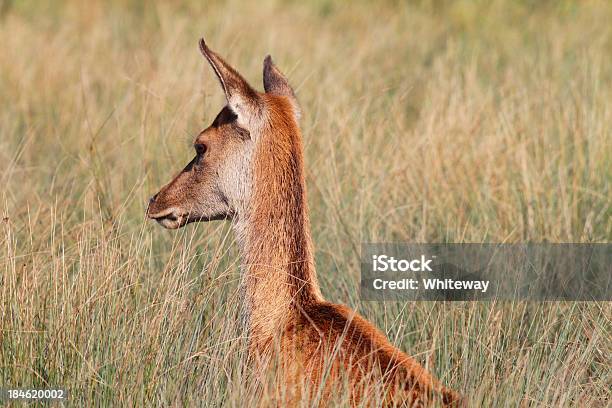 Red Deer Hind Female Pricks Up Ears In Long Grass Stock Photo - Download Image Now - Alertness, Animal Body Part, Animal Ear