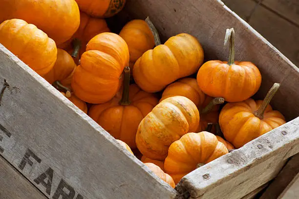 "A wooden crate of bright orange minipumpkins marked with the word farm at an outdoor farmers market.Pumpkins, which are most commonly orange although they can also be green, white or red, are a fruit which are members of the squash family Cucurbitaceae (which also includes gourds).   They have a thick rind or shell which is filled with pulp and seeds and contain the nutrients lutein and both alpha and beta carotene.  Pumpkins are used in a variety of foods such as pies, soups and stews and are also carved into jack-o'-lanterns for display on Halloween in North America."