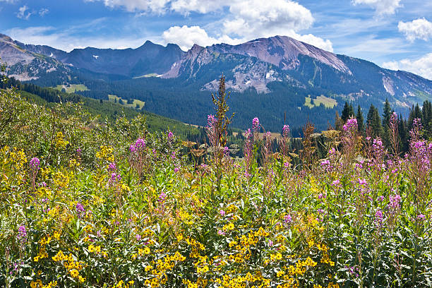 Late summer wildflowers in Colorado's Rocky Mountains Daisies & Fireweed color the late summer landscape in the Elk Mountains near Crested Butte. SEE ALL FLOWERS & PLANTS: flower mountain fireweed wildflower stock pictures, royalty-free photos & images