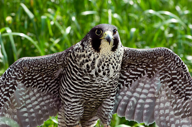 istock Close-up of Captive Peregrine Falcon 184620827