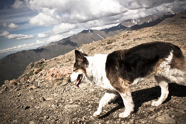 chien - flattop mountain photos et images de collection