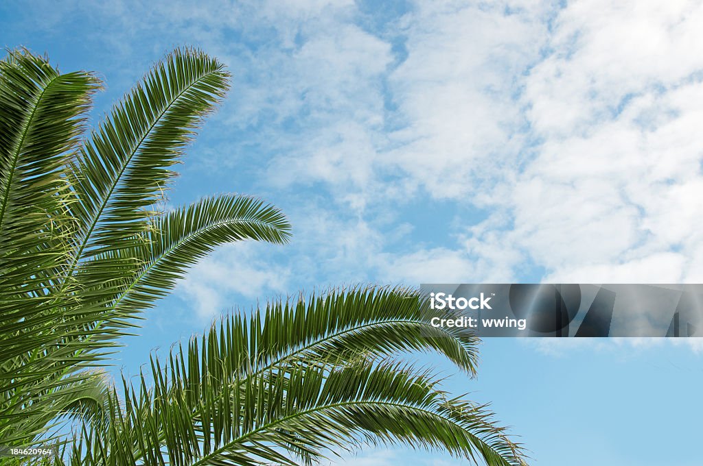 Palm Tree Fronds - Foto de stock de Azul libre de derechos