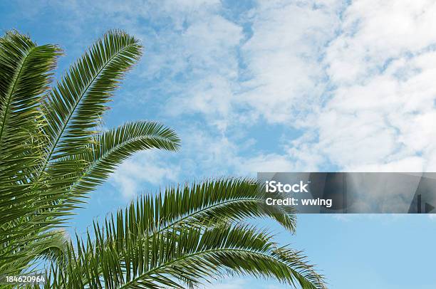 Palm Tree Fronds Foto de stock y más banco de imágenes de Azul - Azul, Bermudas - Islas del Atlántico, Caribe