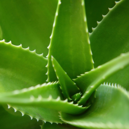Closeup shot of Aloe Vera plant