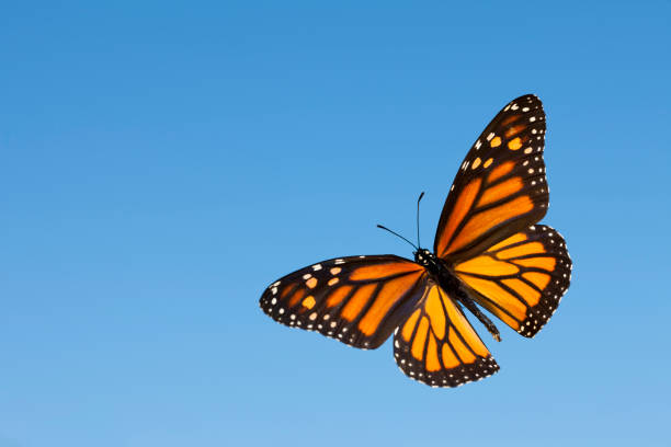 Monarch Monarch Butterfly. monarch butterfly stock pictures, royalty-free photos & images