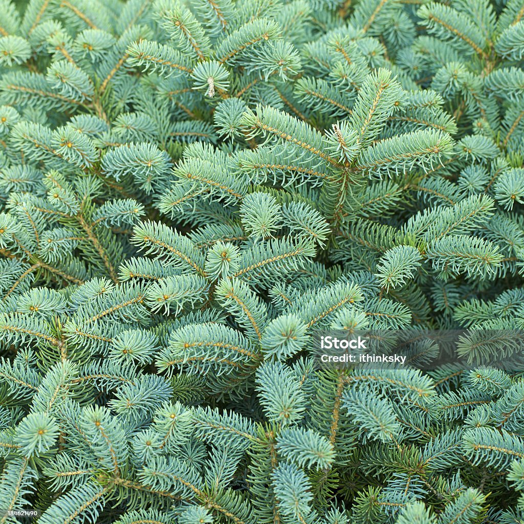 Pine tree - Lizenzfrei Weihnachten Stock-Foto