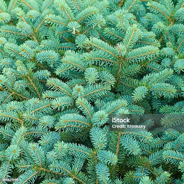 Pine Tree Stockfoto und mehr Bilder von Weihnachten - Weihnachten, Bildhintergrund, Gedeihend