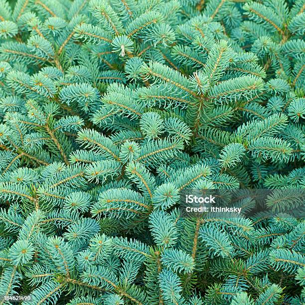 Pino Tree - Fotografie stock e altre immagini di Natale - Natale, Albero di natale, Flora lussureggiante