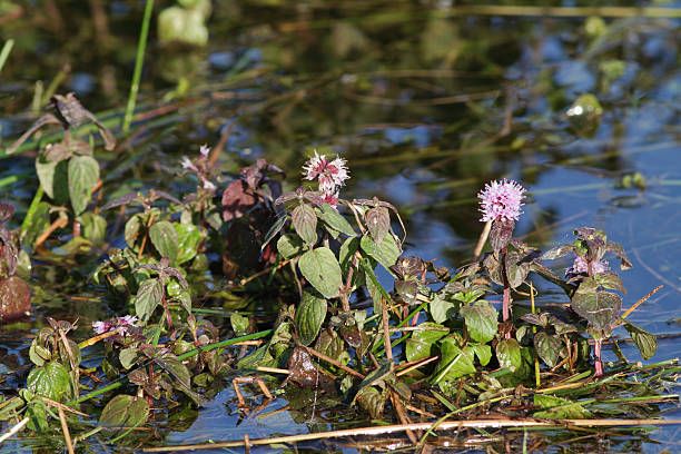 menta silvestre mentha aquatica flor primer plano - mentha aquatica fotografías e imágenes de stock