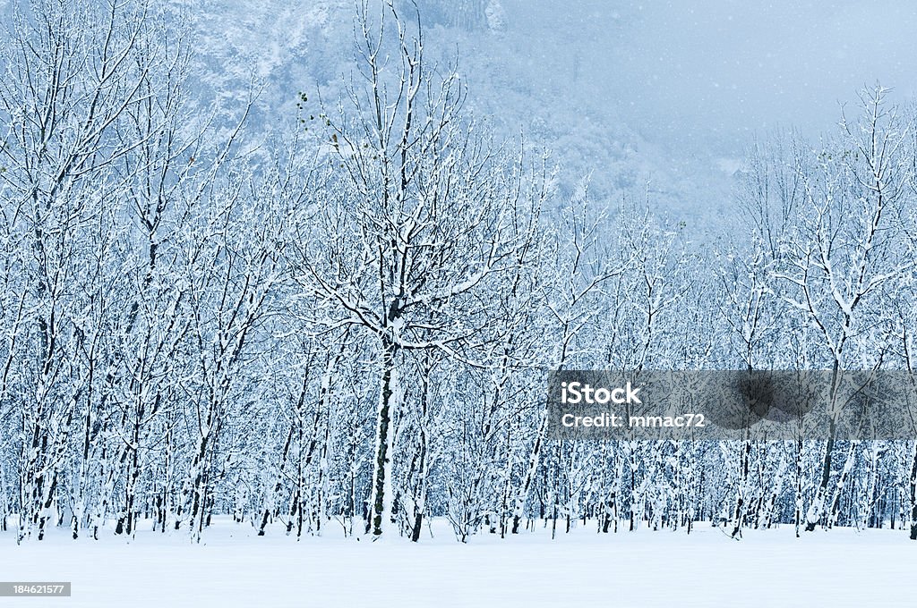 Paysage d'hiver avec la neige et arbres - Photo de Arbre libre de droits