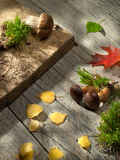 Fresh Mushrooms. stock photo