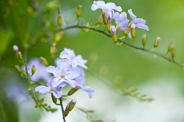 istock Lil Mauve Stars 184621782