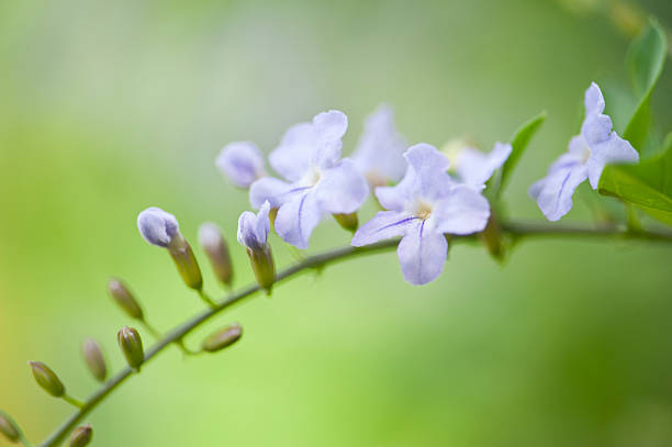 istock Row of Mauve 184621783