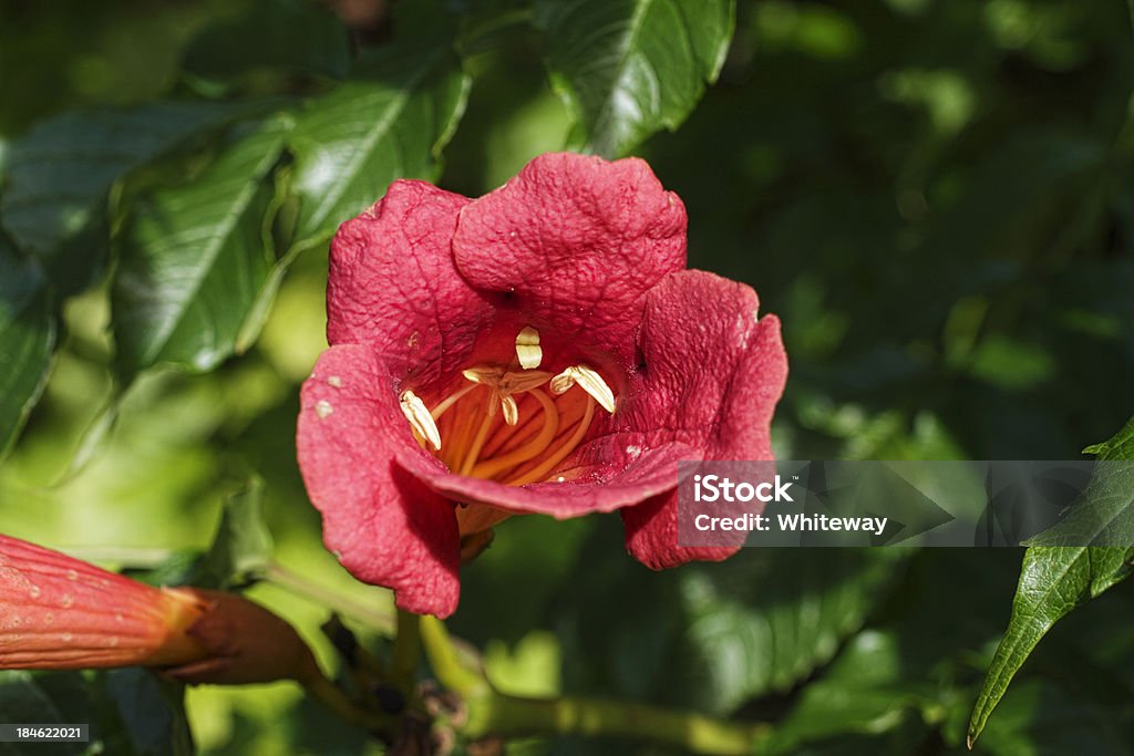 Enredadera De Trompeta Vacaitch Bignonia Radicans Flor Roja Foto de stock y más banco de imágenes de Mucuna Pruriens - iStock Enredadera De Trompeta Vacaitch Bignonia Radicans Flor Roja Foto de stock y más banco de imágenes de Mucuna Pruriens - iStock