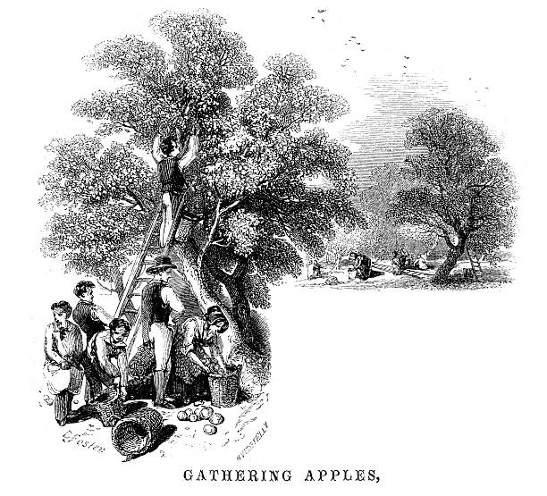 Gathering apples in the orchard Vintage engraving from 1850 of a group agricultural workers gathering apples in the orchard antique fruit bowl stock illustrations