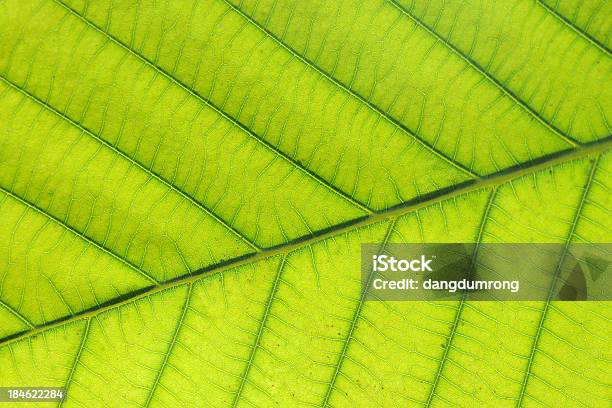 Grünes Blatt Nahaufnahme Stockfoto und mehr Bilder von Blatt - Pflanzenbestandteile - Blatt - Pflanzenbestandteile, Botanik, Extreme Nahaufnahme