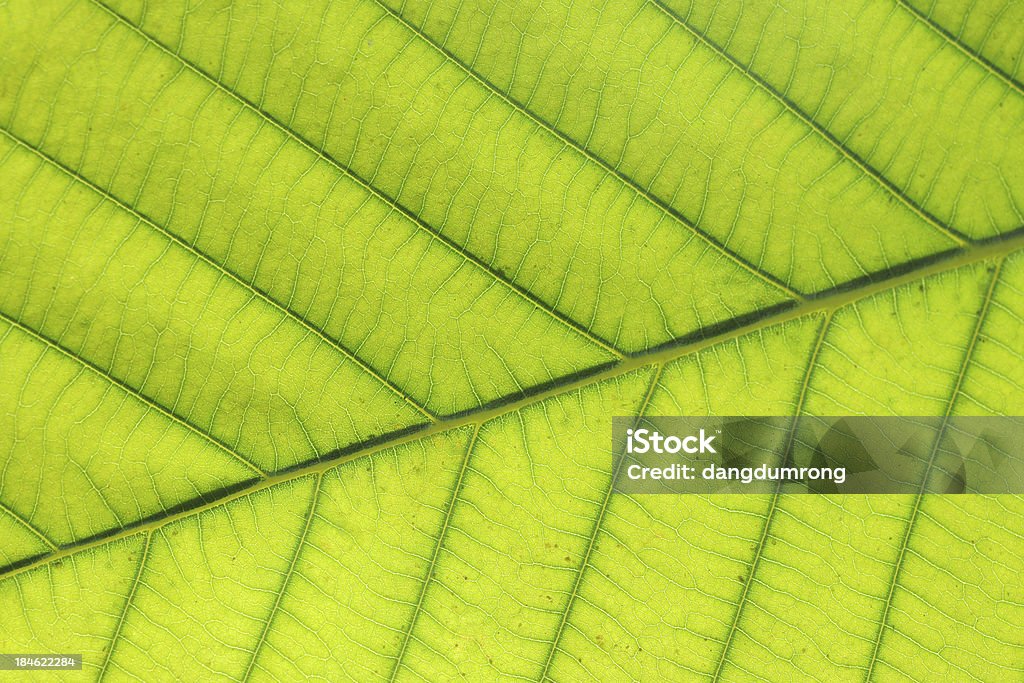 close-up de folha verde - Royalty-free Beleza Foto de stock