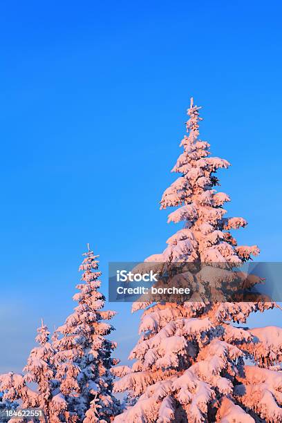 겨울맞이 썬라이즈 0명에 대한 스톡 사진 및 기타 이미지 - 0명, 가문비나무, 겨울