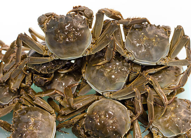 Chinese mitten crab stock photo