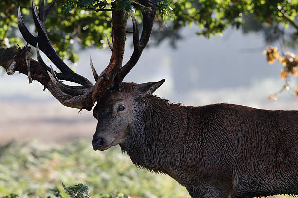 istock Red deer stag scent marking during the rut 184622793