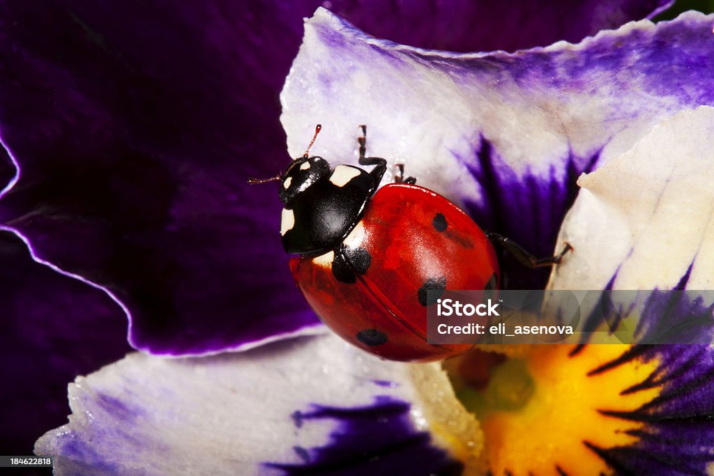 Coccinella su Margherita - Foto stock royalty-free di Animale