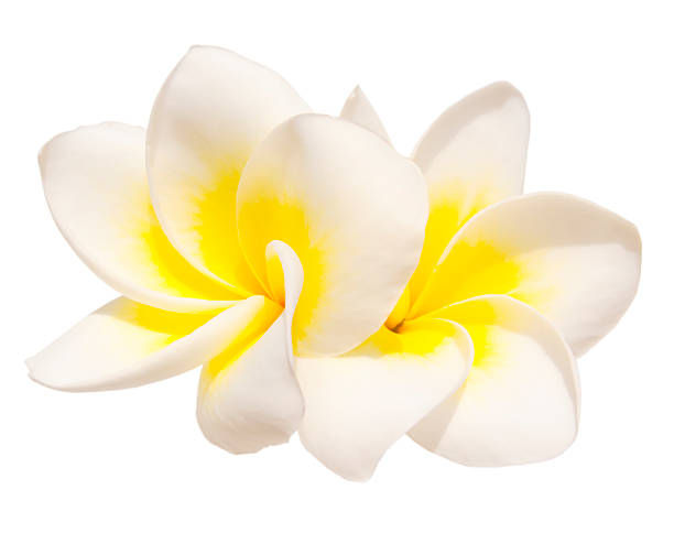 Two frangipani flowers Two frangipani flowers isolated on white background plumeria stock pictures, royalty-free photos & images