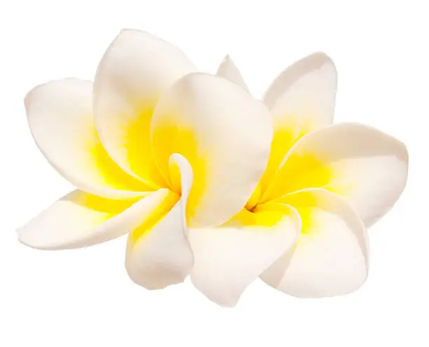 Two frangipani flowers isolated on white background