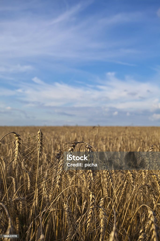 summer Пшеничное поле - Стоковые фото В полный рост роялти-фри