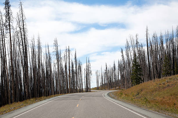 istock Road In Yellow Stone National Park 184623189