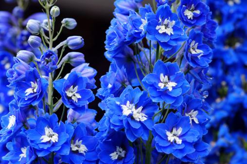 Blue Delphinium flowers.Please see more similar pictures of my Portfolio.Thank you!