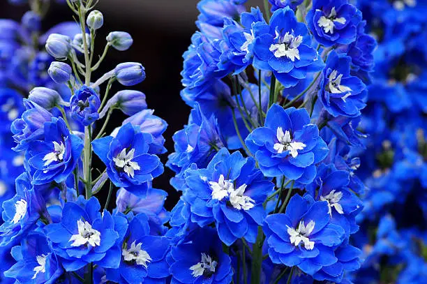 Blue Delphinium flowers.Please see more similar pictures of my Portfolio.Thank you!