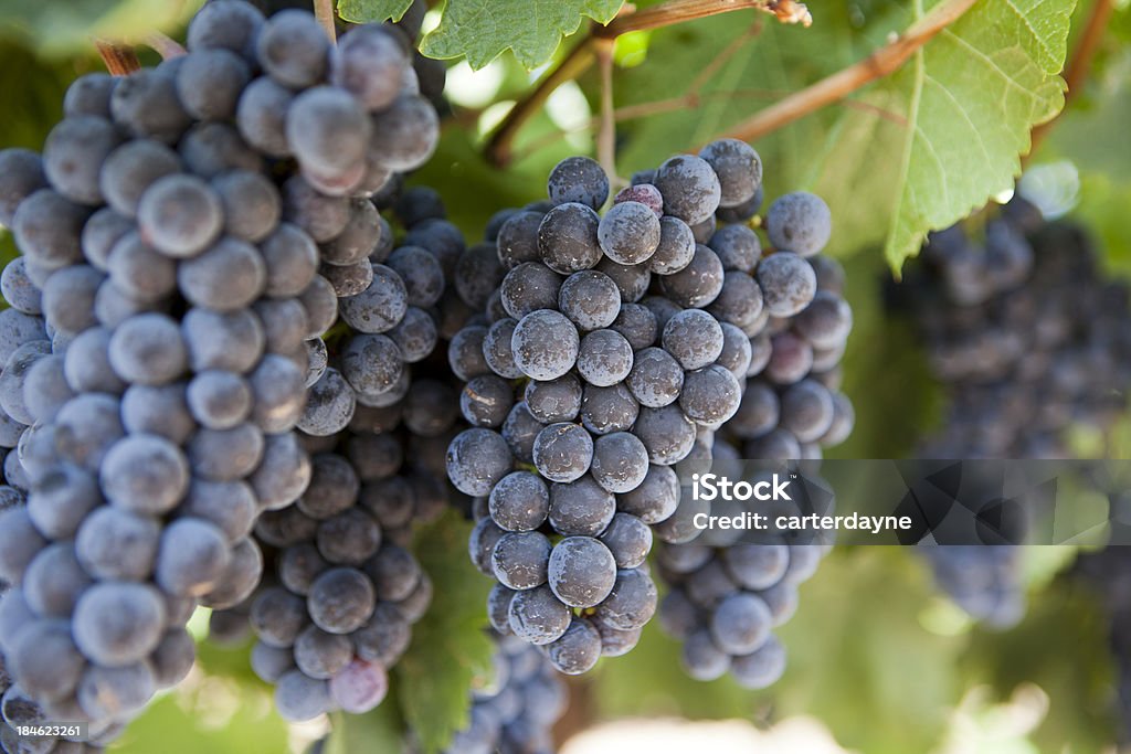 Napa Valley Wine uvas Ripening durante el otoño de papás - Foto de stock de California libre de derechos