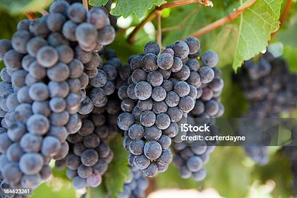 Napa Valley Wine Uvas Ripening Durante El Otoño De Papás Foto de stock y más banco de imágenes de California