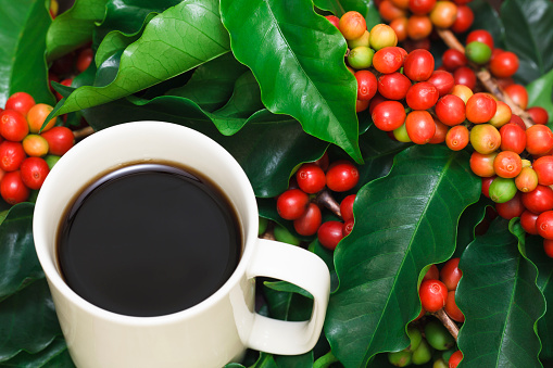 Coffee in a cup is surrounded with coffee tree branches filled with colorful red cherries (beans) ready to harvest.  Concept: freshest cup of coffee.