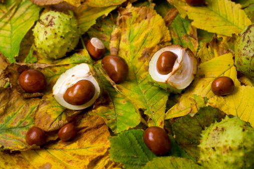 Conkers and Chestnut Leaves Click image for all of my Autumn lightbox.